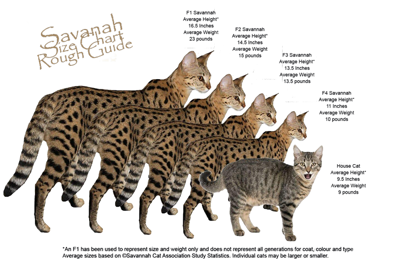 Savannah Size Chart